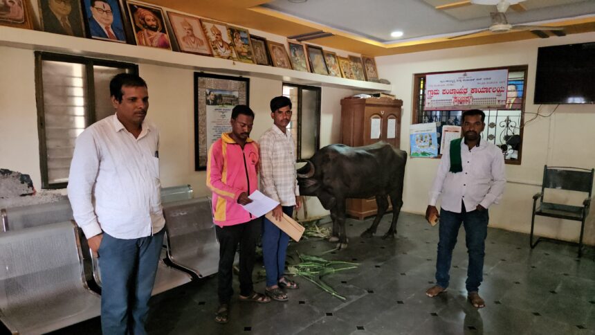 ಶೆಡ್ ಮುಂಜುರಾತಿಗೆ ಅರ್ಜಿ ನೀಡಿ ಬೆಸತ್ತ ಜನ : ಗ್ರಾ. ಪಂ. ಯೊಳಗೆ ಎಮ್ಮೆ ಕಟ್ಟಿ ಆಕ್ರೊಶ ಶೆಡ್ ಮುಂಜುರಾತಿಗೆ ಅರ್ಜಿ ನೀಡಿ ಬೆಸತ್ತ ಜನ : ಗ್ರಾ. ಪಂ. ಯೊಳಗೆ ಎಮ್ಮೆ ಕಟ್ಟಿ ಆಕ್ರೊಶ