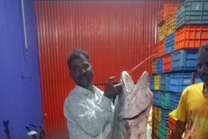 ಕೃಷ್ಣಾನದಿಯಲ್ಲಿ 20 ಕೆಜಿ ತೂಕದ ಮಿನು ಪತ್ತೆ