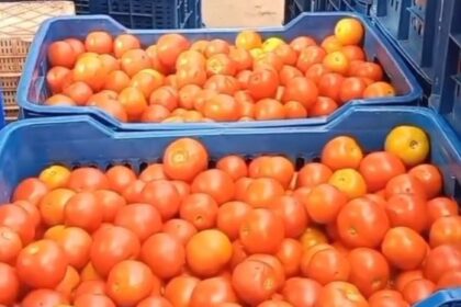 ಕೆಂಪು ಸುಂದರಿಗೆ ಸಿಗುತ್ತಿಲ್ಲ ಬೆಲೆ: ಟೊಮೋಟೊ ಬೆಳೆಯಿಂದ ವಿಮುಖರಾದ ಜಿಲ್ಲೆಯ ರೈತರು