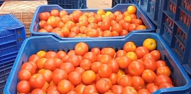 ಕೆಂಪು ಸುಂದರಿಗೆ ಸಿಗುತ್ತಿಲ್ಲ ಬೆಲೆ: ಟೊಮೋಟೊ ಬೆಳೆಯಿಂದ ವಿಮುಖರಾದ ಜಿಲ್ಲೆಯ ರೈತರು ಕೆಂಪು ಸುಂದರಿಗೆ ಸಿಗುತ್ತಿಲ್ಲ ಬೆಲೆ: ಟೊಮೋಟೊ ಬೆಳೆಯಿಂದ ವಿಮುಖರಾದ ಜಿಲ್ಲೆಯ ರೈತರು