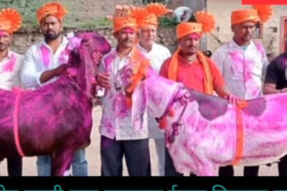 ಅಬ್ಬಬ್ಬಾ ಎರಡು ಕುರಿಗಳ ಬೆಲೆ ದಾಖಲೆ ಐದು ಲಕ್ಷ ಹತ್ತು ಸಾವಿರ ರೂಪಾಯಿ!!