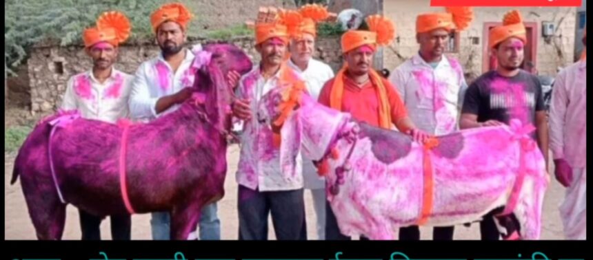 ಅಬ್ಬಬ್ಬಾ ಎರಡು ಕುರಿಗಳ ಬೆಲೆ ದಾಖಲೆ ಐದು ಲಕ್ಷ ಹತ್ತು ಸಾವಿರ ರೂಪಾಯಿ!!