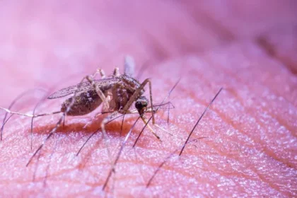 ಈ ಸಮಯದಲ್ಲಿ ಕಚ್ಚುವ ಸೂಳ್ಳೆಗಳಿಂದ ಡೆಂಘಿ ಬರಬಹುದು!