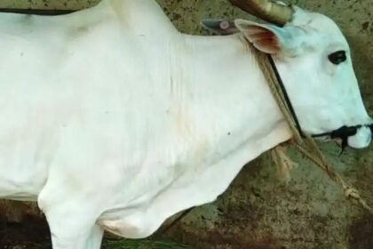 ಹಸುವಿನ ಕೆಚ್ಚಲು ಕೊಯ್ದ ದುಷ್ಟರು