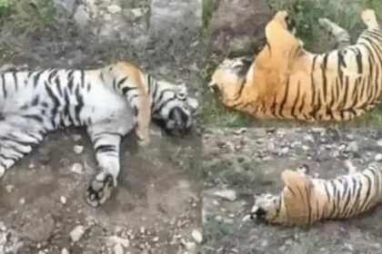 ಮಲೆ ಮಹದೇಶ್ವರ ಬೆಟ್ಟದಲ್ಲಿ 5 ಹುಲಿಗಳ ಸಾವು : ಉನ್ನತ ತನಿಖೆಗೆ ಖಂಡ್ರೆ ಆದೇಶ 