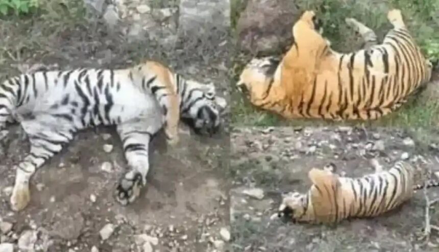 ಮಲೆ ಮಹದೇಶ್ವರ ಬೆಟ್ಟದಲ್ಲಿ 5 ಹುಲಿಗಳ ಸಾವು : ಉನ್ನತ ತನಿಖೆಗೆ ಖಂಡ್ರೆ ಆದೇಶ ಮಲೆ ಮಹದೇಶ್ವರ ಬೆಟ್ಟದಲ್ಲಿ 5 ಹುಲಿಗಳ ಸಾವು : ಉನ್ನತ ತನಿಖೆಗೆ ಖಂಡ್ರೆ ಆದೇಶ