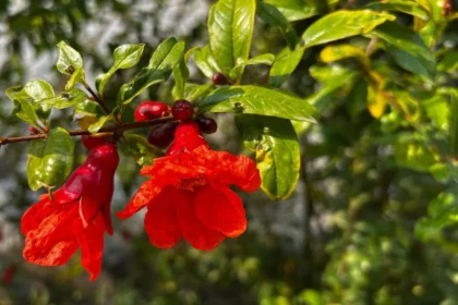 ಮಲಬದ್ಧತೆಯಂತಹ ಸಮಸ್ಯೆಗೆ ಈ ಎಲೆಯ ರಸವೇ ಔಷಧ!