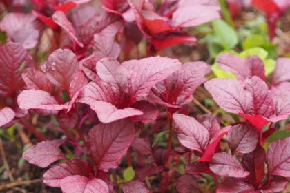 ಶುಗರ್ ಇದ್ಯಾ? ಹಾಗಿದ್ರೆ ಈ ಸೊಪ್ಪನ್ನು ತಪ್ಪದೇ ಸೇವಿಸಿ