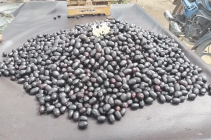 ಮಾರುಕಟ್ಟೆಯಲ್ಲಿ ನೇರಳೆಹಣ್ಣಿನದ್ದೇಕಾರುಬಾರು!