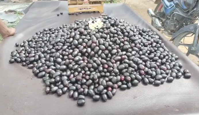 ಮಾರುಕಟ್ಟೆಯಲ್ಲಿ ನೇರಳೆಹಣ್ಣಿನದ್ದೇಕಾರುಬಾರು!