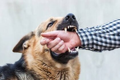 ರಾಜ್ಯದಲ್ಲಿ ಆರು ತಿಂಗಳಲ್ಲಿ 2.3 ಲಕ್ಷಕ್ಕೂ ಅಧಿಕ ಮಂದಿ ನಾಯಿ ಕಡಿತ : 19 ಮಂದಿ ಸಾವು