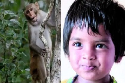 ಕೋತಿ ದಾಳಿಯಿಂದ 3.5 ವರ್ಷದ ಬಾಲಕ ಸಾವು 