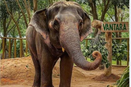 ಮಾಧುರಿ ಆನೆ ಮರಳಿ ನಾಂದಣಿ ಮಠಕ್ಕೆ