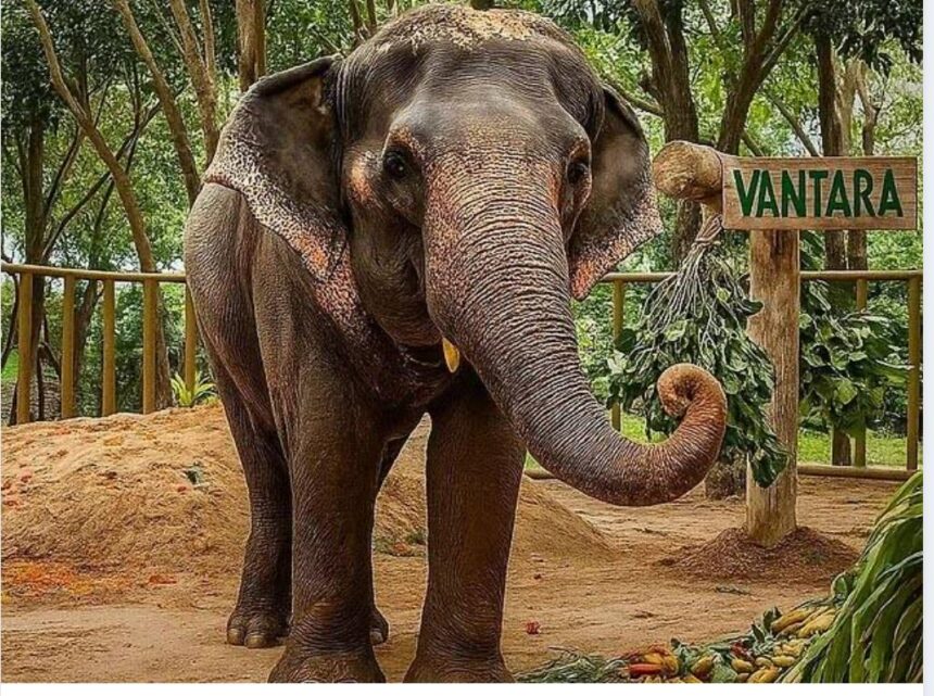 ಮಾಧುರಿ ಆನೆ ಮರಳಿ ನಾಂದಣಿ ಮಠಕ್ಕೆ ಮಾಧುರಿ ಆನೆ ಮರಳಿ ನಾಂದಣಿ ಮಠಕ್ಕೆ