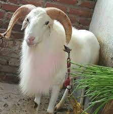 ಗಣಪತಿ ವಿಸರ್ಜನೆ ಅಂಗವಾಗಿ ಆಗಸ್ಟ್ 26 ರಂದು ದಬ್ಬೇಘಟ್ಟದಲ್ಲಿ ಹಗ್ಗಜಗ್ಗಾಟ ಸ್ಪರ್ಧೆ : ಜೋಡಿ ಟಗರು ಬಹುಮಾನ