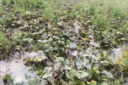 ಮಳೆಯಿಂದ ಬೆಳೆ ಹಾನಿ: ಪರಿಹಾರಕ್ಕೆ ಮಹಾಂತೇಶ ಸಾಹುಕಾರ ಒತ್ತಾಯ