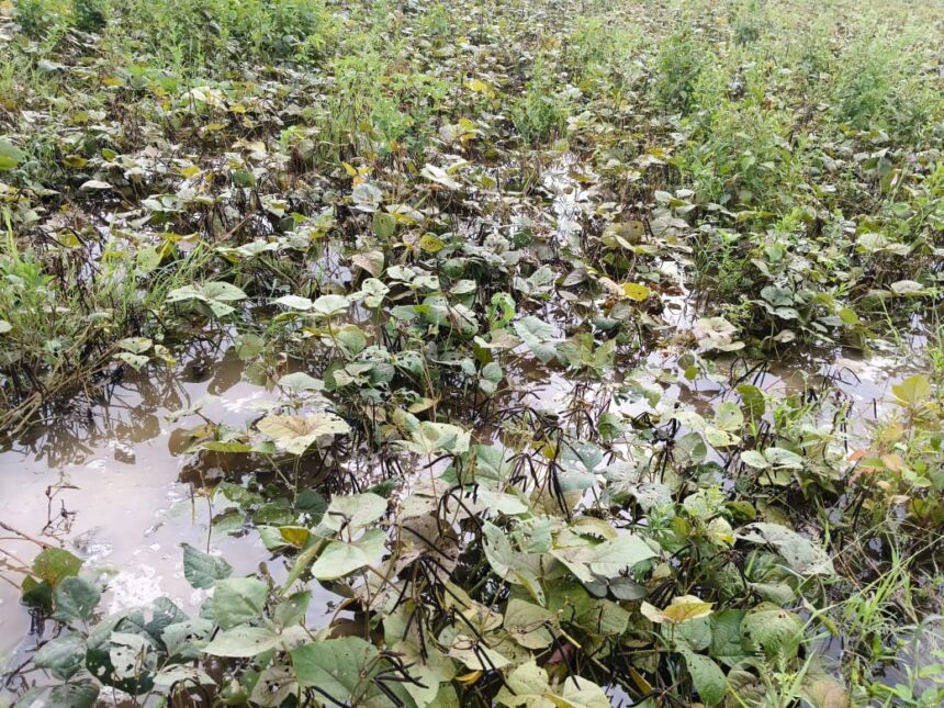 ಮಳೆಯಿಂದ ಬೆಳೆ ಹಾನಿ: ಪರಿಹಾರಕ್ಕೆ ಮಹಾಂತೇಶ ಸಾಹುಕಾರ ಒತ್ತಾಯ