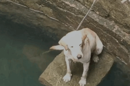 ನಾಯಿಯ ಜೀವ ರಕ್ಷಣೆ ಮಾಡಿ ಮಾನವೀಯತೆ ಮೆರೆದ ಅಗ್ನಿಶಾಮಕ ದಳದ ಸಿಬ್ಬಂದಿ