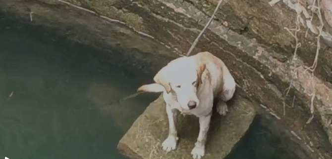 ನಾಯಿಯ ಜೀವ ರಕ್ಷಣೆ ಮಾಡಿ ಮಾನವೀಯತೆ ಮೆರೆದ ಅಗ್ನಿಶಾಮಕ ದಳದ ಸಿಬ್ಬಂದಿ