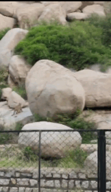 ಅಶೋಕ ಶಿಲಾಶಾಸನದ ಬಳಿ ನಾಯಿಯನ್ನು ಬೇಟೆಯಾಡಿದ ಚಿರತೆ