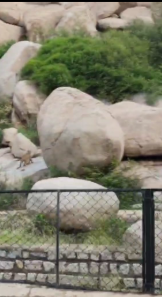 ಅಶೋಕ ಶಿಲಾಶಾಸನದ ಬಳಿ ನಾಯಿಯನ್ನು ಬೇಟೆಯಾಡಿದ ಚಿರತೆ