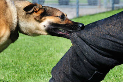 ಒಂದೇ ವಾರದಲ್ಲಿ ರಾಜ್ಯದಲ್ಲಿ 10 ಸಾವಿರ ಜನರಿಗೆ ನಾಯಿ ಕಡಿತ