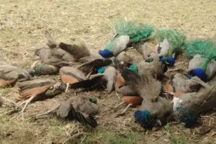 ಹುಲಿ ಬಳಿಕ 19 ನವಿಲುಗಳು ಅನುಮಾನಾಸ್ಪದ ಸಾವು 