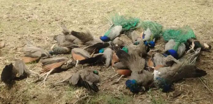 ಹುಲಿ ಬಳಿಕ 19 ನವಿಲುಗಳು ಅನುಮಾನಾಸ್ಪದ ಸಾವು ಹುಲಿ ಬಳಿಕ 19 ನವಿಲುಗಳು ಅನುಮಾನಾಸ್ಪದ ಸಾವು