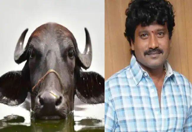 ಎಮ್ಮೆ ಕೊಡಿಸುವುದಾಗಿ ಖ್ಯಾತ ನಿರ್ದೇಶಕ ಪ್ರೇಮ್ ಗೆ 4.5 ಲಕ್ಷ ರೂ ವಂಚನೆ ಎಮ್ಮೆ ಕೊಡಿಸುವುದಾಗಿ ಖ್ಯಾತ ನಿರ್ದೇಶಕ ಪ್ರೇಮ್ ಗೆ 4.5 ಲಕ್ಷ ರೂ ವಂಚನೆ