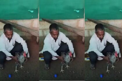 ನೀಲಿ ಮೊಟ್ಟೆ ಇಟ್ಟ ಕೋಳಿ