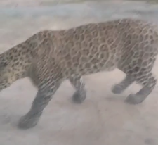 ತುರುವೇಕೆರೆ ಹೊರವಲಯದಲ್ಲಿ ಚಿರತೆ ಪ್ರತ್ಯಕ್ಷ : ಆತಂಕದಲ್ಲಿ ನಾಗರೀಕರು