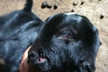 ಎರಡು ತಲೆ, ನಾಲ್ಕು ಕಣ್ಣು, ಎರಡು ಬಾಯಿ ಇರುವ ವಿಚಿತ್ರ ಮೇಕೆ ಮರಿ ಜನನ