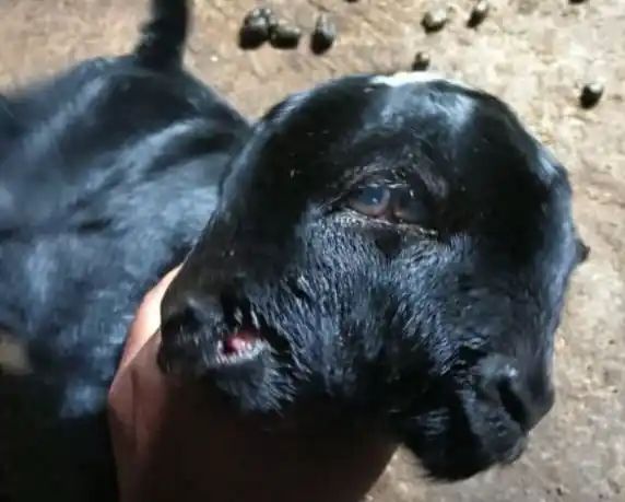 ಎರಡು ತಲೆ, ನಾಲ್ಕು ಕಣ್ಣು, ಎರಡು ಬಾಯಿ ಇರುವ ವಿಚಿತ್ರ ಮೇಕೆ ಮರಿ ಜನನ