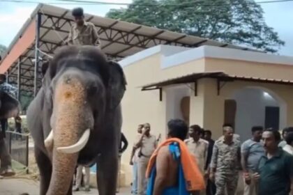 ಅಭಿಮನ್ಯುವಿಗೆ ಜಂಬೂ ಸವಾರಿ ತಾಲೀಮು : ಮೊದಲ ದಿನವೇ 500 ಕೆಜಿ ಹೊತ್ತ ಗಜರಾಜ