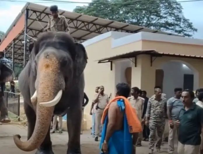 ಅಭಿಮನ್ಯುವಿಗೆ ಜಂಬೂ ಸವಾರಿ ತಾಲೀಮು : ಮೊದಲ ದಿನವೇ 500 ಕೆಜಿ ಹೊತ್ತ ಗಜರಾಜ