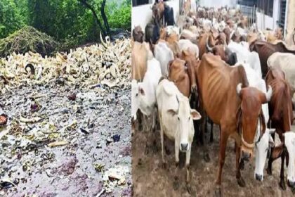 ಭಟ್ಕಳದಲ್ಲಿ ಗೋವುಗಳ ನರಮೇಧ ಶಂಕೆ : ನೂರಾರು ಹಸುಗಳ ಎಲುಬುಗಳು ಪತ್ತೆ