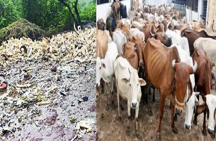 ಭಟ್ಕಳದಲ್ಲಿ ಗೋವುಗಳ ನರಮೇಧ ಶಂಕೆ : ನೂರಾರು ಹಸುಗಳ ಎಲುಬುಗಳು ಪತ್ತೆ ಭಟ್ಕಳದಲ್ಲಿ ಗೋವುಗಳ ನರಮೇಧ ಶಂಕೆ : ನೂರಾರು ಹಸುಗಳ ಎಲುಬುಗಳು ಪತ್ತೆ