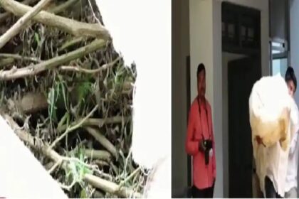 ಬೆಳಗಾವಿಯಲ್ಲಿ ಪೊಲೀಸರು ಭರ್ಜರಿ ಕಾರ್ಯಾಚರಣೆ: 441 ಕೆಜಿ ಗಾಂಜಾ ಜಪ್ತಿ 