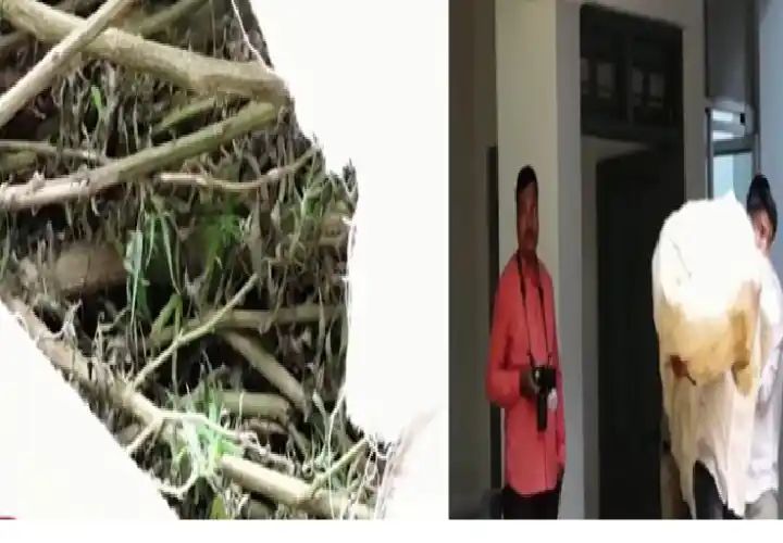 ಬೆಳಗಾವಿಯಲ್ಲಿ ಪೊಲೀಸರು ಭರ್ಜರಿ ಕಾರ್ಯಾಚರಣೆ: 441 ಕೆಜಿ ಗಾಂಜಾ ಜಪ್ತಿ ಬೆಳಗಾವಿಯಲ್ಲಿ ಪೊಲೀಸರು ಭರ್ಜರಿ ಕಾರ್ಯಾಚರಣೆ: 441 ಕೆಜಿ ಗಾಂಜಾ ಜಪ್ತಿ