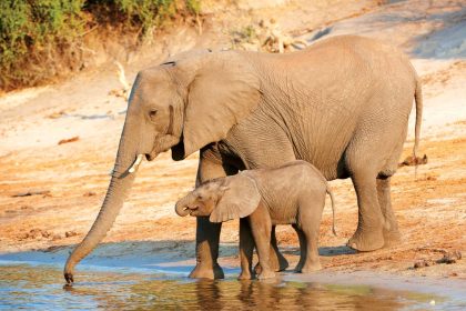 ಅತಿ ಹೆಚ್ಚು ಆನೆಗಳನ್ನು ಹೊಂದಿರುವುದರಲ್ಲಿ ಕರ್ನಾಟಕ ನಂ.1