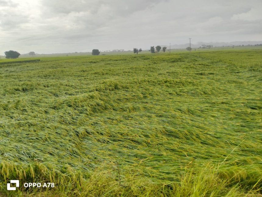 ಭಾರಿ ಗಾಳಿ ಮಳೆಯಿಂದ ನೆಲಕಚ್ಚಿದ ಭತ್ತದ ಬೆಳೆ ನಾಶ