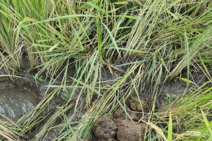 ಕಾಡಾನೆ ಹಾವಳಿಯಿಂದ ಭತ್ತ ನಾಶ: ಅರಣ್ಯ ಇಲಾಖೆ ಅಧಿಕಾರಿಗಳು ಅಲರ್ಟ್  