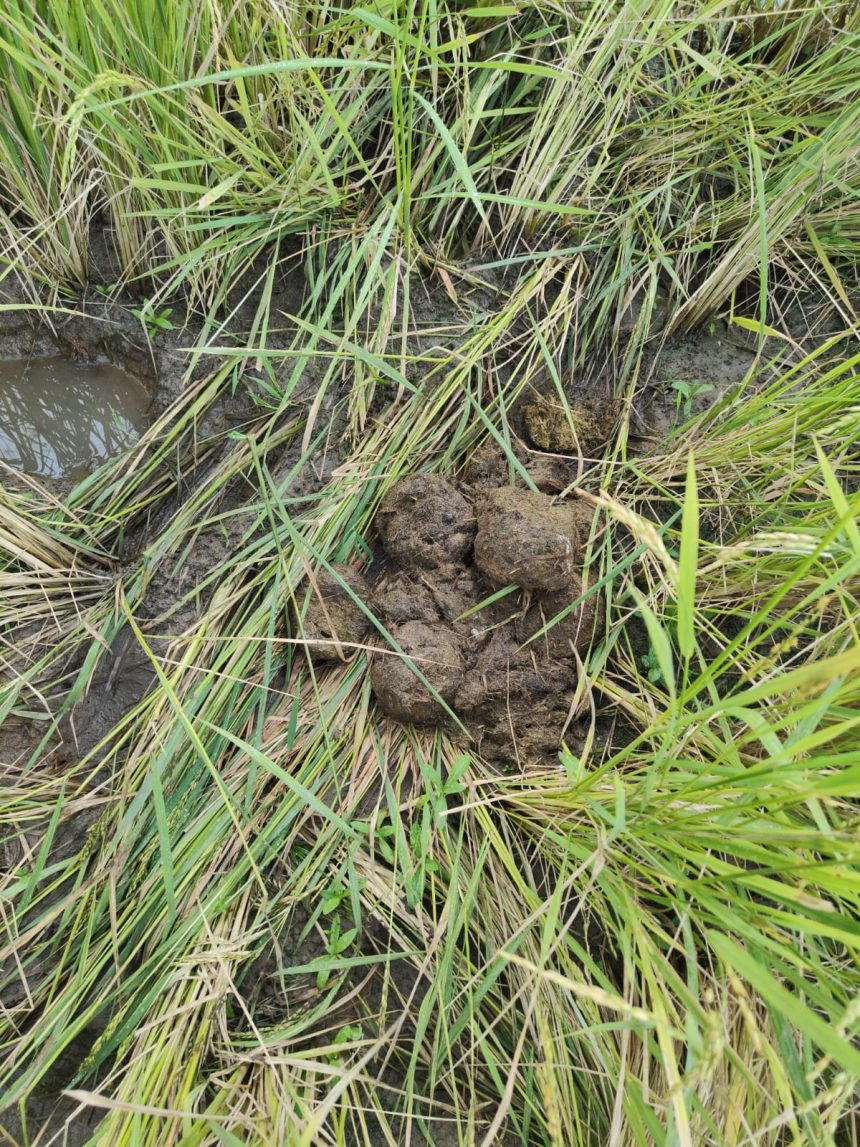 ಕಾಡಾನೆ ಹಾವಳಿಯಿಂದ ಭತ್ತ ನಾಶ: ಅರಣ್ಯ ಇಲಾಖೆ ಅಧಿಕಾರಿಗಳು ಅಲರ್ಟ್ ಕಾಡಾನೆ ಹಾವಳಿಯಿಂದ ಭತ್ತ ನಾಶ: ಅರಣ್ಯ ಇಲಾಖೆ ಅಧಿಕಾರಿಗಳು ಅಲರ್ಟ್