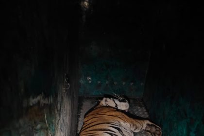 ಕೋಬಿಂಗ್ ಕಾರ್ಯಾಚರಣೆ: ಹುಲಿ ಸೆರೆ ಹಿಡಿಯಲು ಪೊಲೀಸರು ಯಶಸ್ವಿ