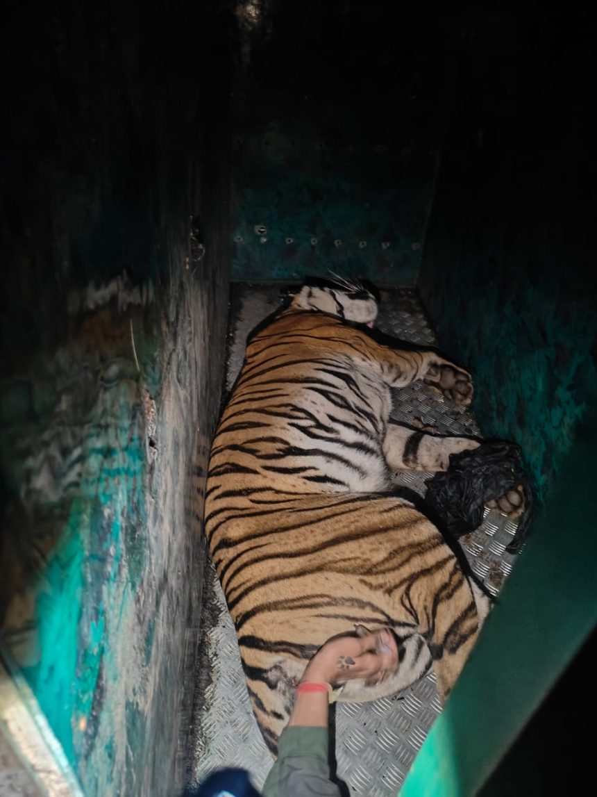 ಕೋಬಿಂಗ್ ಕಾರ್ಯಾಚರಣೆ: ಹುಲಿ ಸೆರೆ ಹಿಡಿಯಲು ಪೊಲೀಸರು ಯಶಸ್ವಿ ಕೋಬಿಂಗ್ ಕಾರ್ಯಾಚರಣೆ: ಹುಲಿ ಸೆರೆ ಹಿಡಿಯಲು ಪೊಲೀಸರು ಯಶಸ್ವಿ