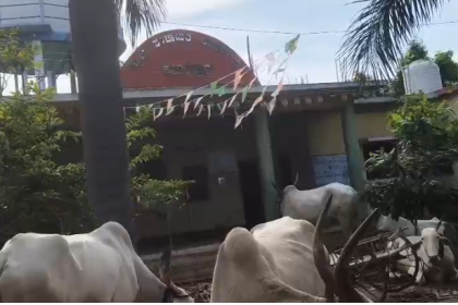 ಗ್ರಾಮ ಪಂಚಾಯಿತಿ ಬಾಗಿಲು ಮುಂದೆ ದನ ಕರಗಳನ್ನು ಕಟ್ಟಿ, ಪ್ರತಿಭಟನೆ