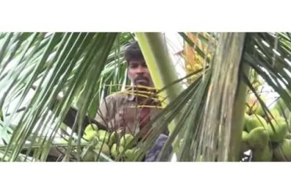 ಕಳ್ಳ ಎಂದು ಭಾವಿಸಿ ಅಟ್ಟಾಡಿಸಿದ ಗ್ರಾಮಸ್ಥರು : ಹೆದರಿ ಮರವೇರಿದ ವ್ಯಕ್ತಿ 