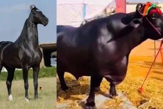 15 ಕೋಟಿ ರೂ. ಕುದುರೆ, 23 ಕೋಟಿ ರೂ. ಎಮ್ಮೆ : ರಾಜಸ್ಥಾನ ಜಾತ್ರೆಯಲ್ಲಿ ಹೈಲೈಟ್