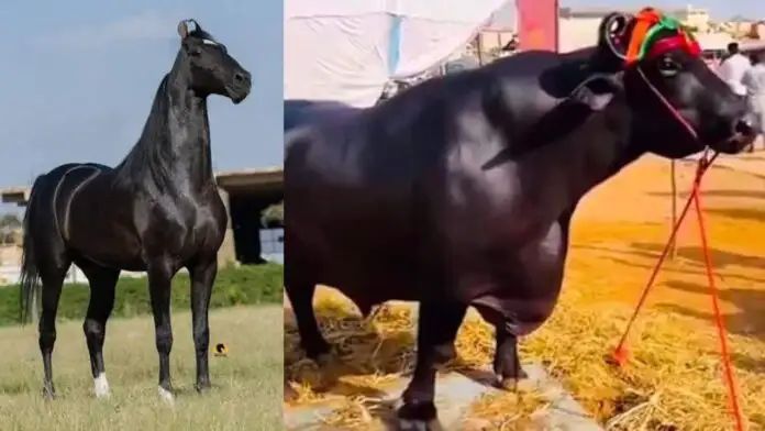 15 ಕೋಟಿ ರೂ. ಕುದುರೆ, 23 ಕೋಟಿ ರೂ. ಎಮ್ಮೆ : ರಾಜಸ್ಥಾನ ಜಾತ್ರೆಯಲ್ಲಿ ಹೈಲೈಟ್