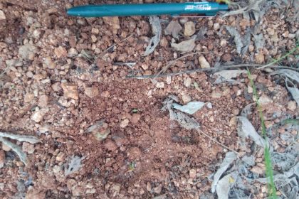 ಕೊಂಪಲ್ಲಿ ಅರಣ್ಯದಲ್ಲಿ ಮತ್ತೆ ಚಿರತೆ ದಾಳಿ